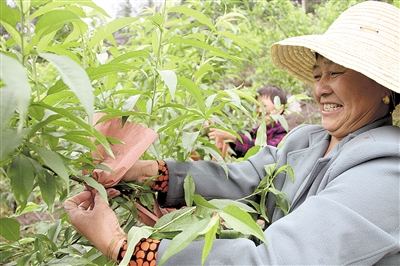 桃子出现蛀孔？很有可能是因为这种虫子，防治措施一定要做好