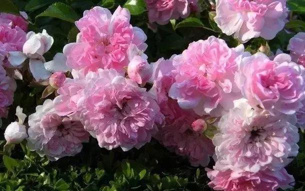 100种玫瑰的名字和图片,100种玫瑰品种科普你都认识吗