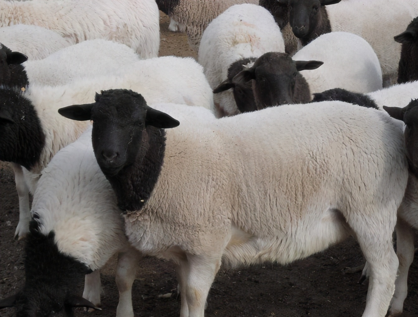育肥羊怎么养才能快速长膘,育肥羊怎么喂长膘快