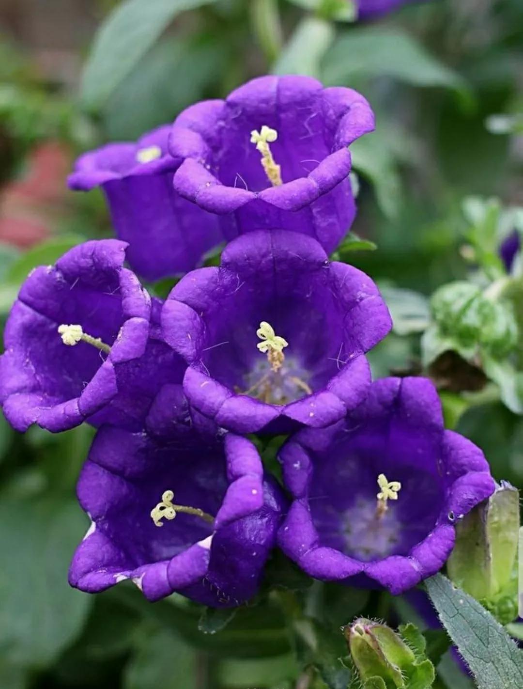 铃儿响叮当双音和弦五线谱,铃儿响叮当三级长笛