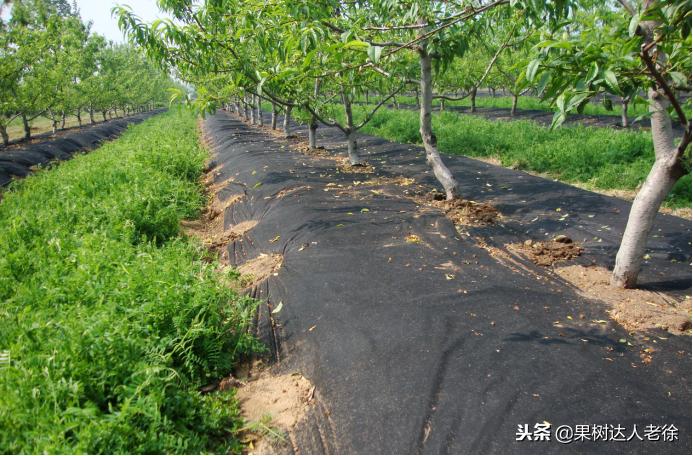 种植桃树的间距是很有讲究的,科学合理的种植模式