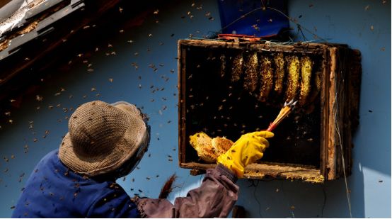 蜂蜜蜂农造假手段一览表,600多斤土蜂蜜滞销愁坏养蜂人