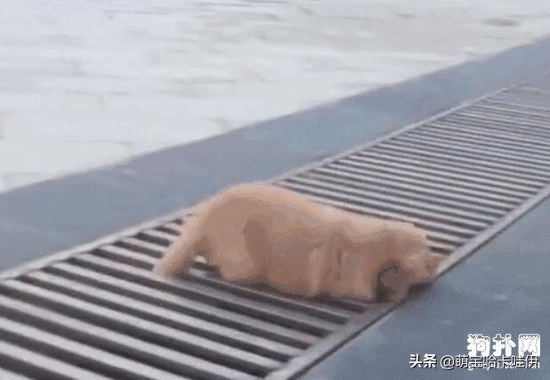 小金毛想要跳过井盖,没想到竟直接插了进去