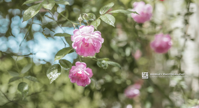 苏州旅游最不能错过的江南园林,留园拙政园是苏州著名的园林