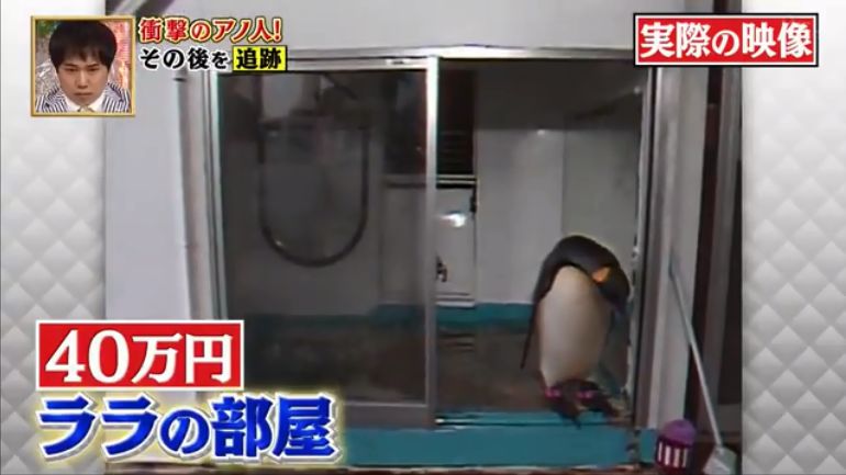 去世的企鹅复活,死去的企鹅