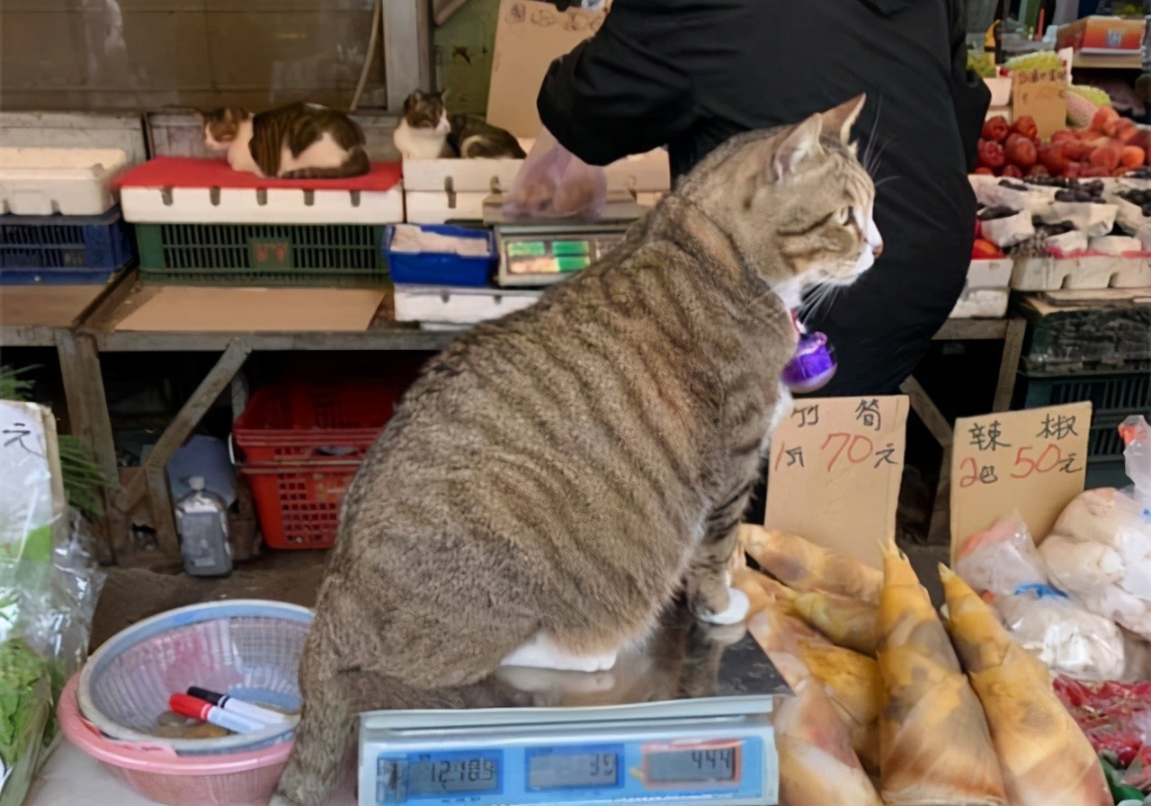十种不建议买的猫咪,什么样的猫咪不能领养