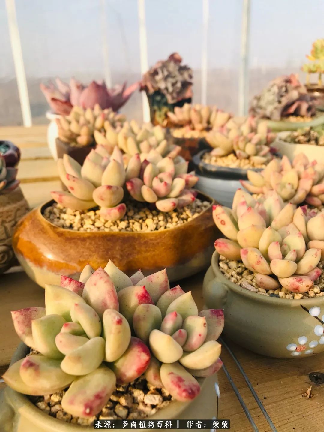 我在包邮区养肉，附多肉越冬度夏养护建议！