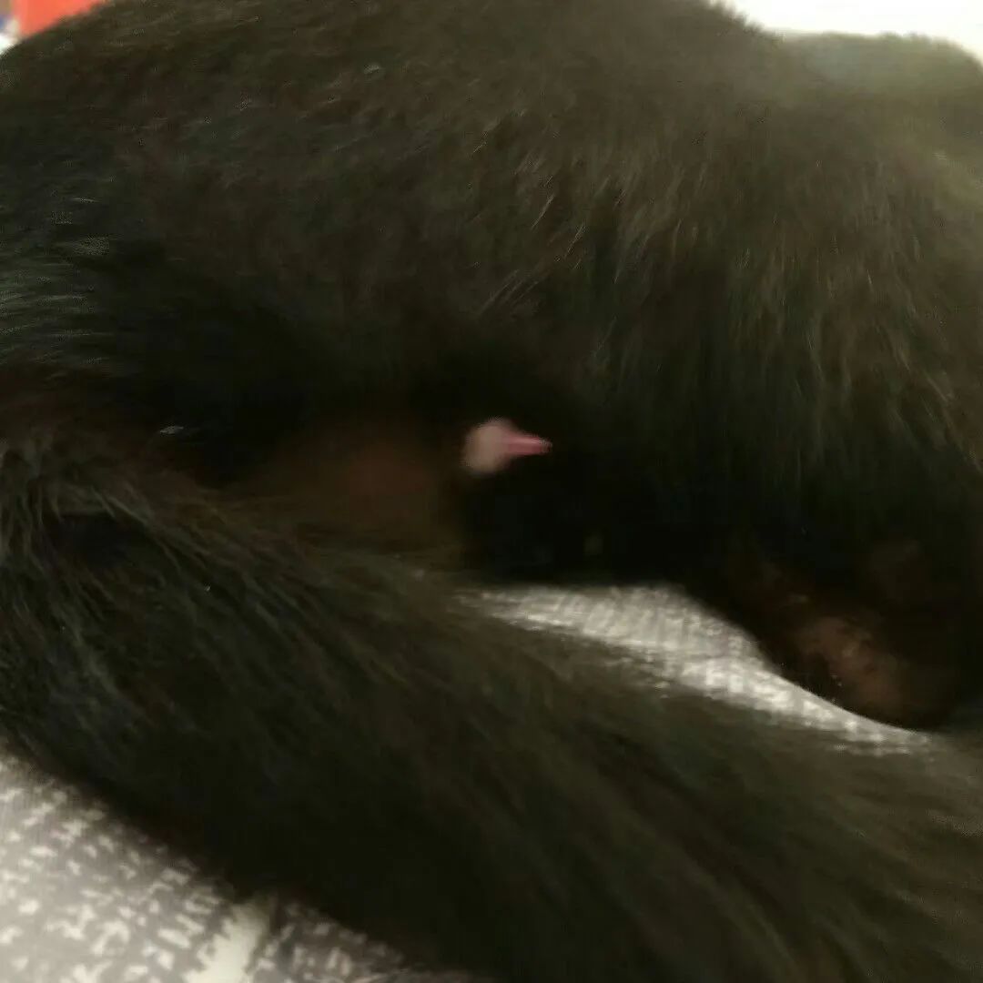 猫会像人一样做梦吗,猫老是做梦