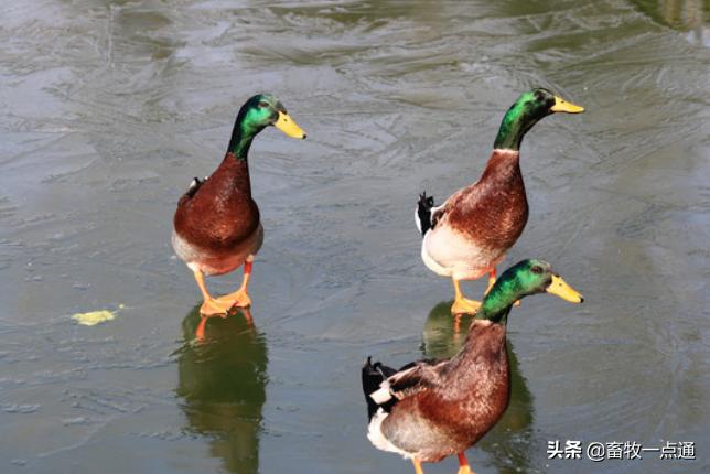 鸭副粘病毒症状图谱,鸭副粘病毒病和鸭瘟