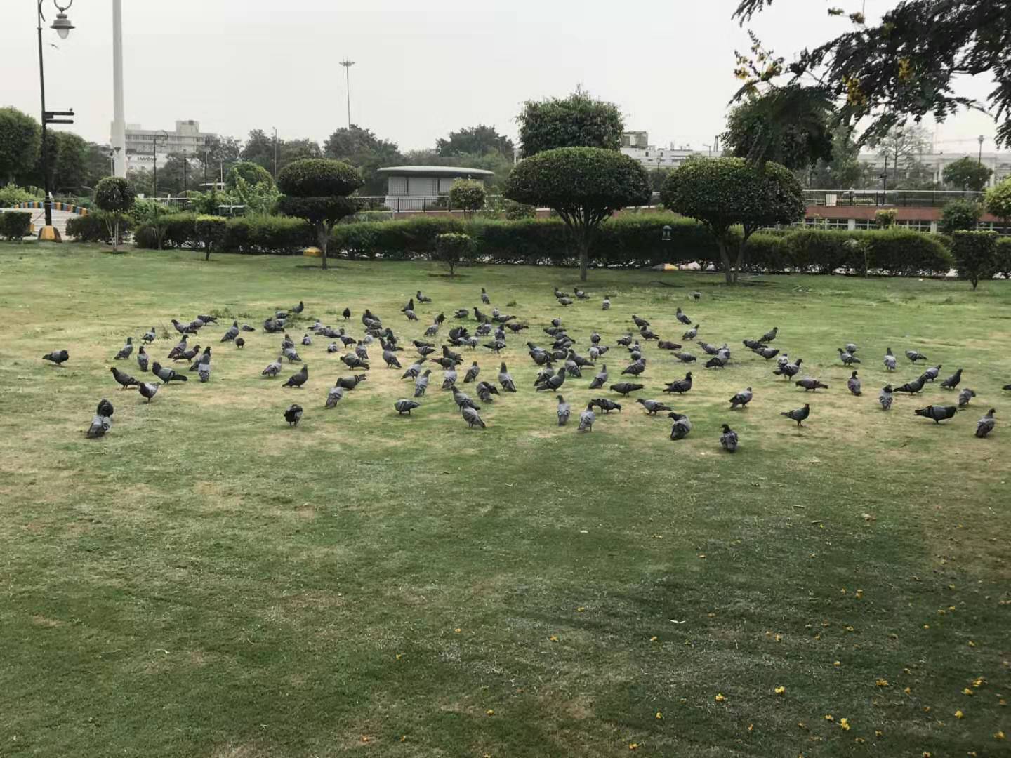 印度见闻17分钟,印度见闻2019