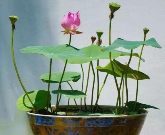 家中水养的15种花,这5种花特别耐涝越浇水越会爆盆