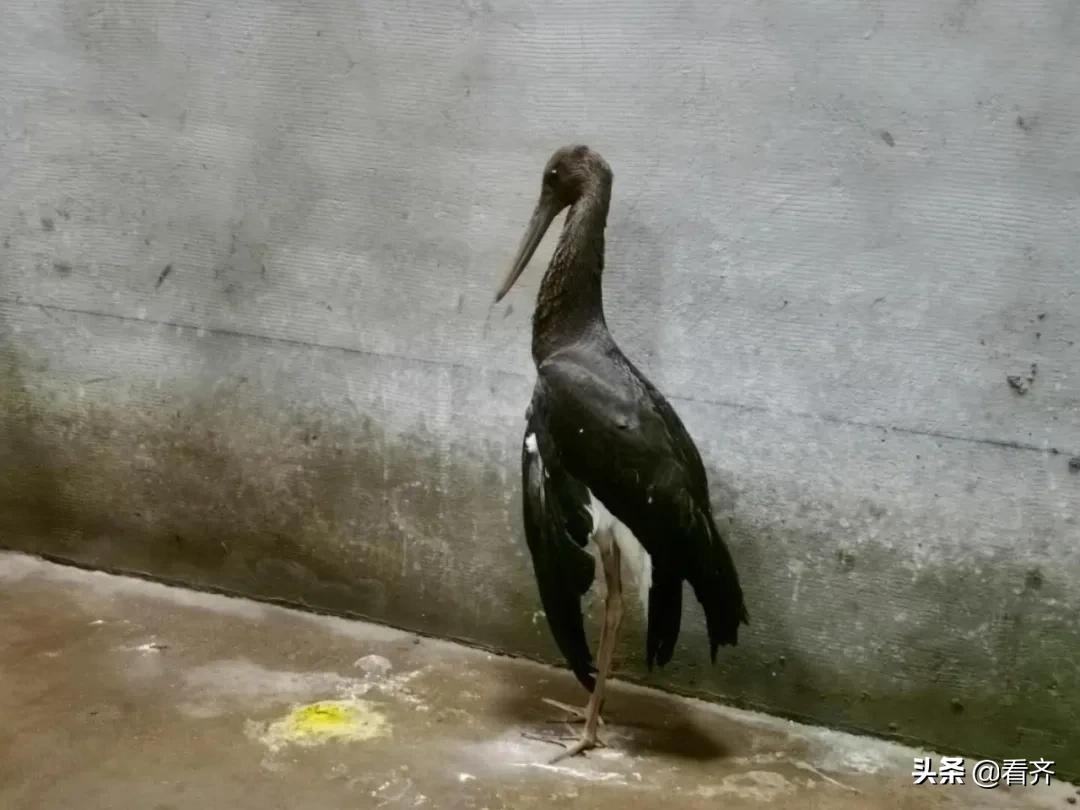 跨国迁徙！“大鸟”意外受伤，却遇上鹤城恩人