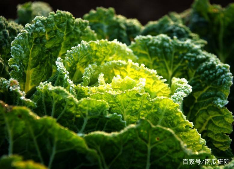 水溶肥效果可靠吗,多元素水溶肥和高钾水溶肥的区别