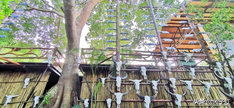 三亚这个用一难吃果子命名的地方，见血封喉皮做衣服，妇女都纹面