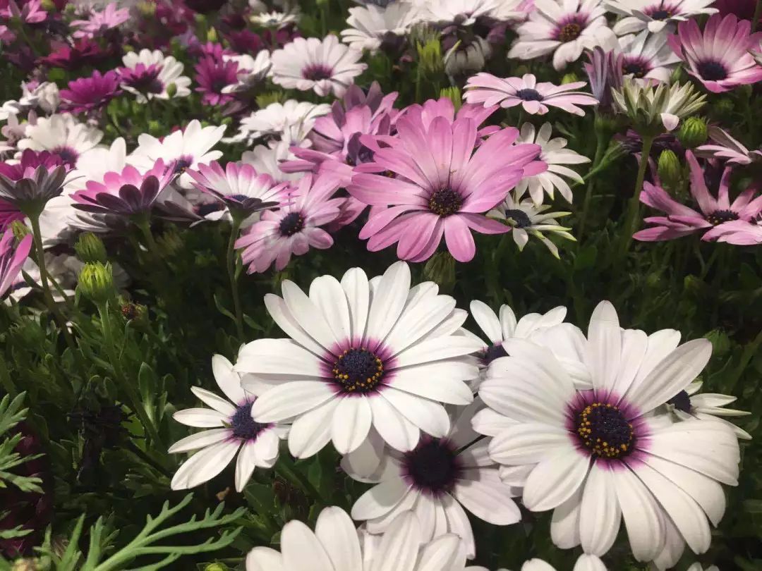 大连买花到哪里,大连网络买花花店