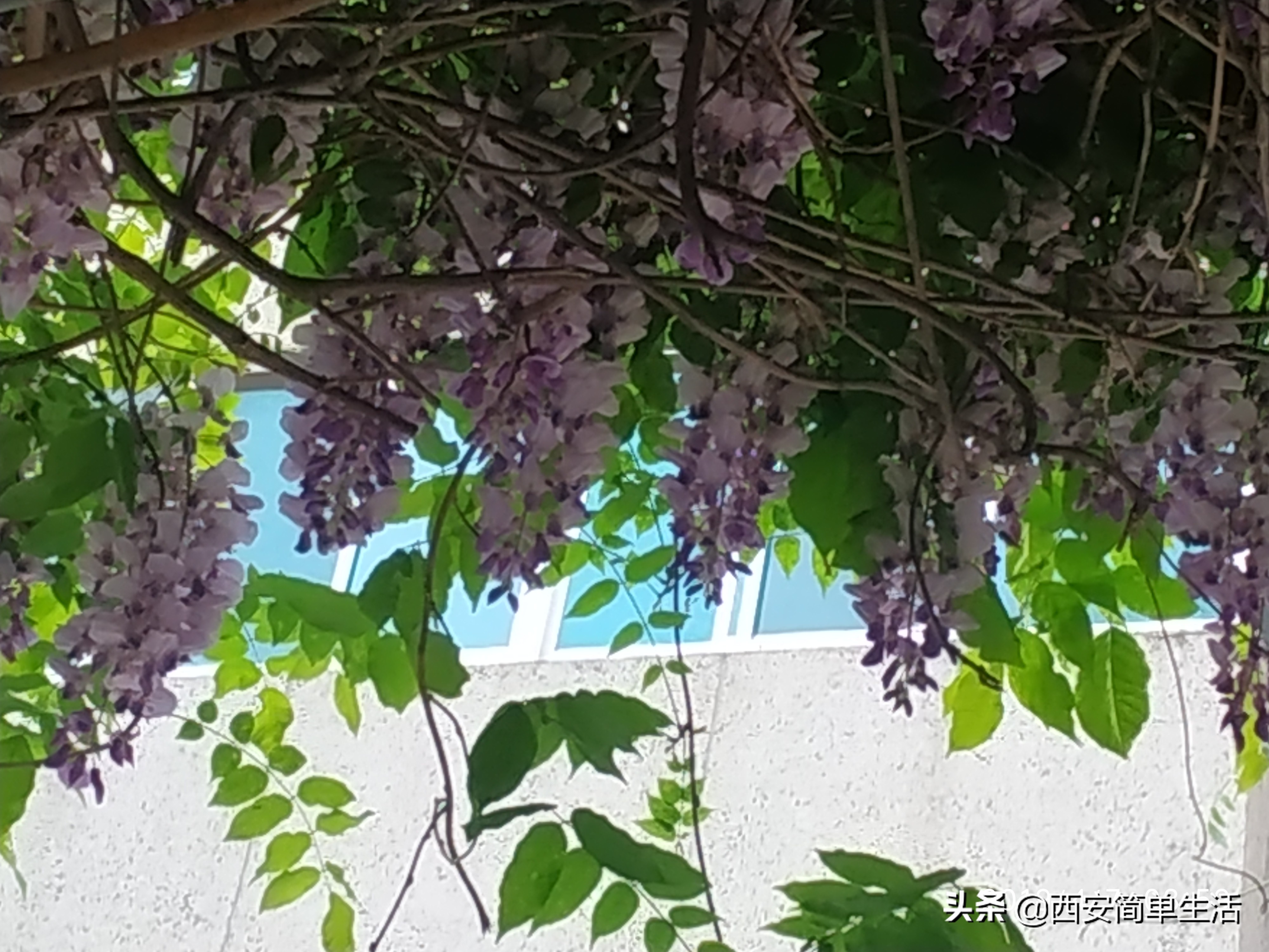 紫藤花一帘幽梦在哪里,紫藤花开如一帘幽梦