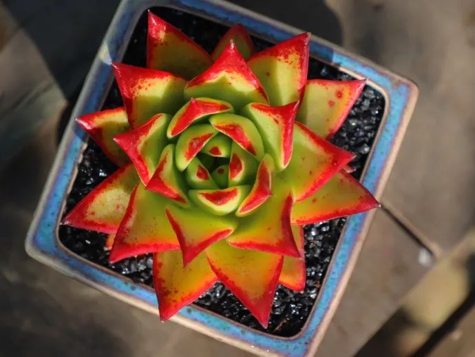 烟煤病多肉治愈后会复发吗,多肉烟煤病可以用虫虫净吗