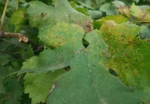 葡萄采摘后叶片快速黄化的办法,葡萄小苗叶片黄化不长怎么回事