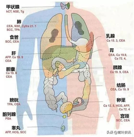 查肿瘤标志物要看这几项,肿瘤标志物和癌症标志物区别