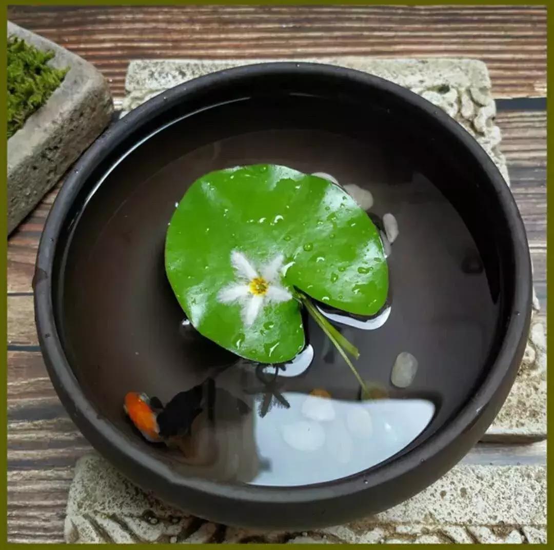 一叶莲叶子边缘发黄腐烂,一叶莲多久换一次水