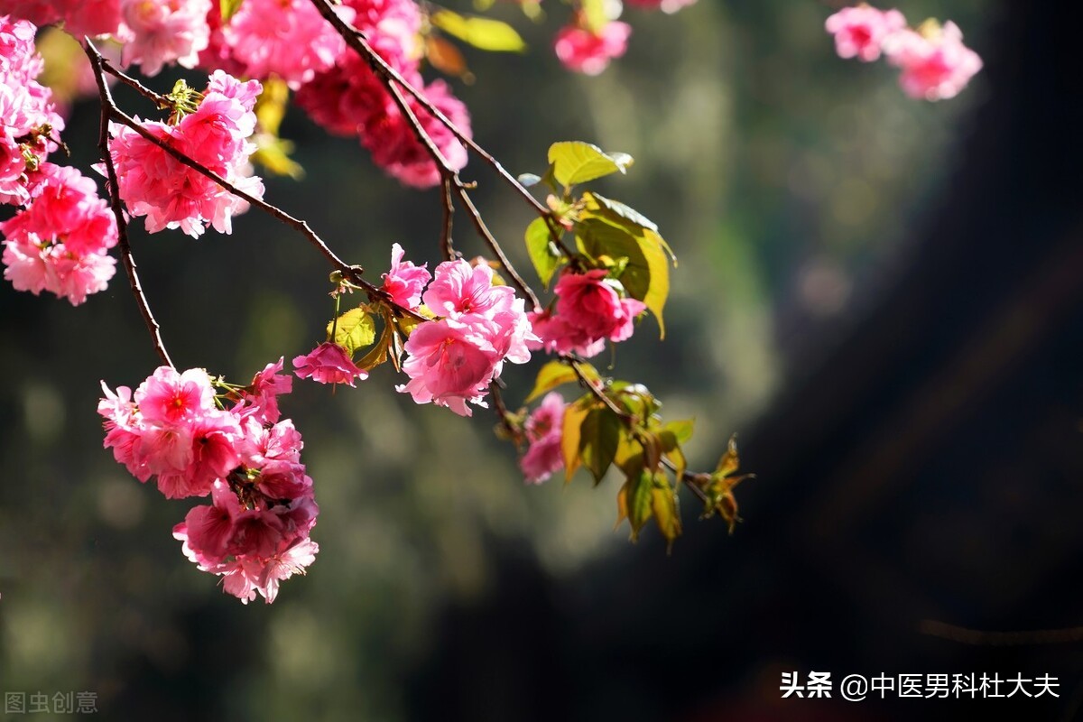 心脾两虚气血不足是什么原因,心脾两虚气血不足中成药