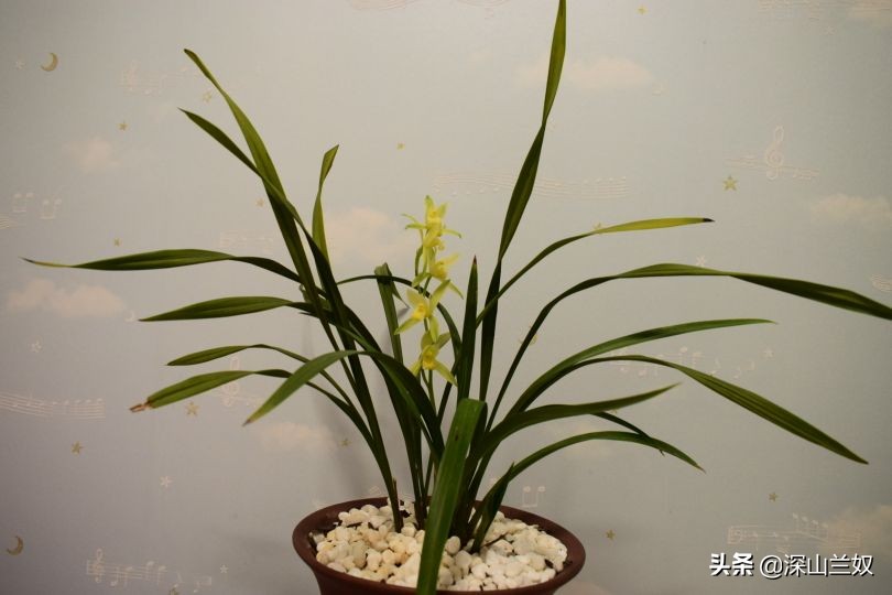 养兰花有必要用兰菌灵,养兰花会中毒吗