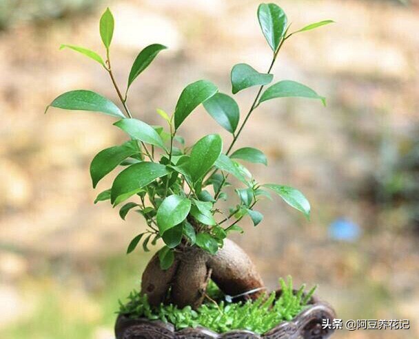 人参榕怎么养怎么修剪,人参榕怎么养护最好