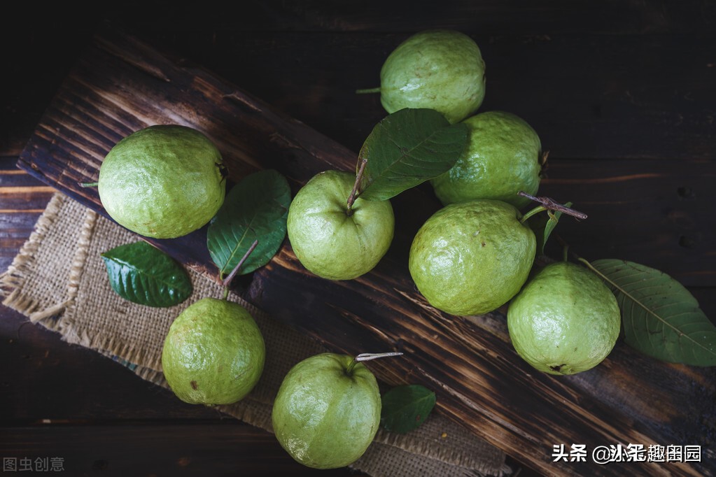 番石榴的品种以及种植技巧和方法,平泉南果北引番石榴喜获丰收