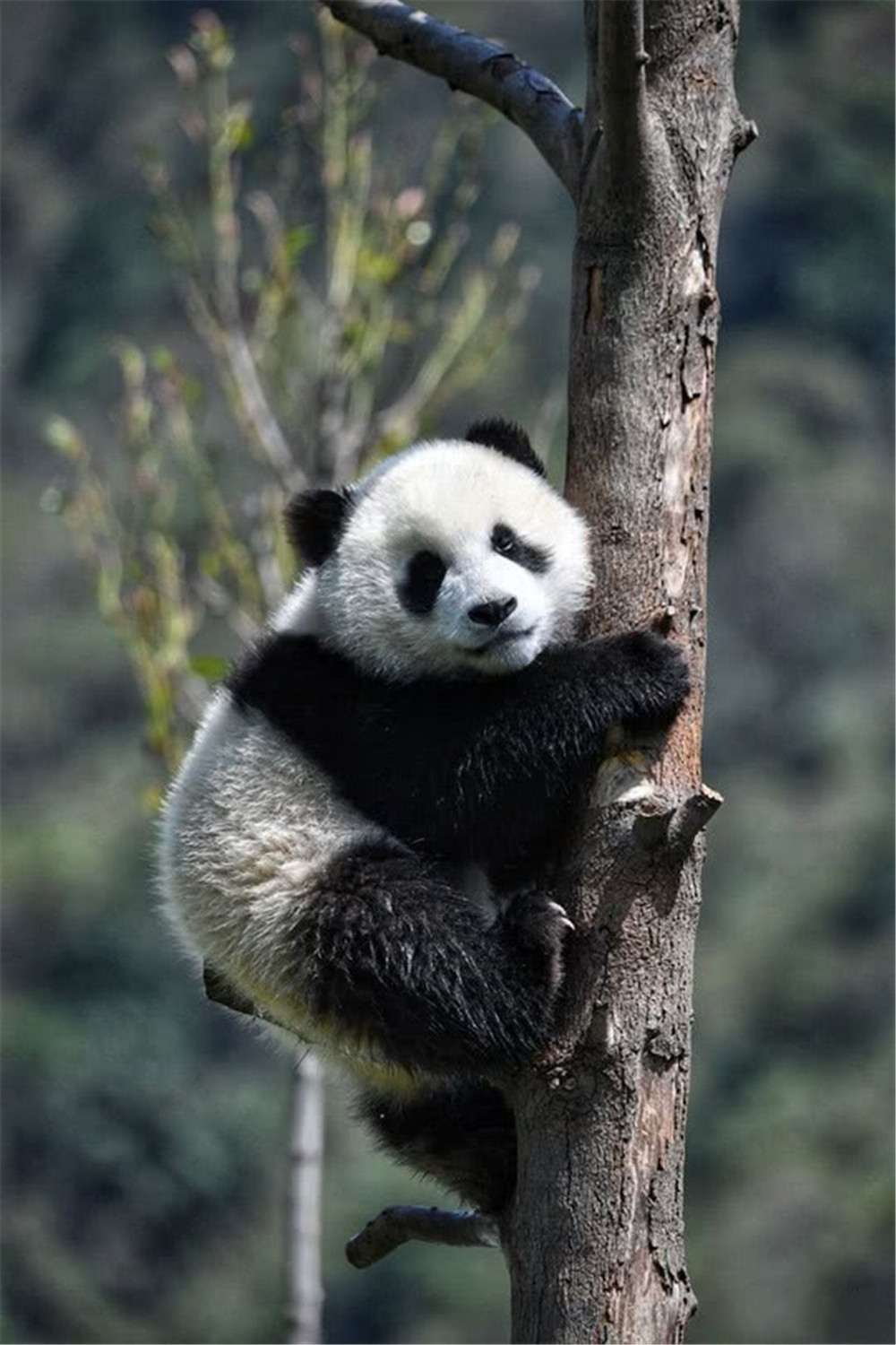 大熊猫为什么能消化坚硬的竹子,一只成年大熊猫一天能吃公斤竹子