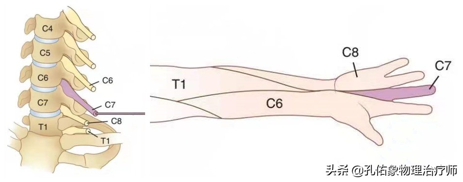 左手麻肩胛骨疼痛是怎么回事,手麻肩胛骨痛