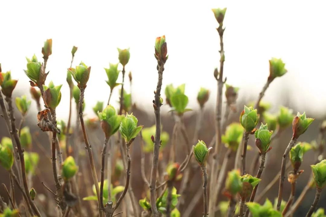 建一座完全不打药的生态花园，所有生命在这里和谐共处，值得收藏