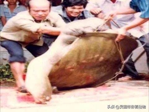 斑鳖即将灭绝人工克隆,全球仅剩3只斑鳖