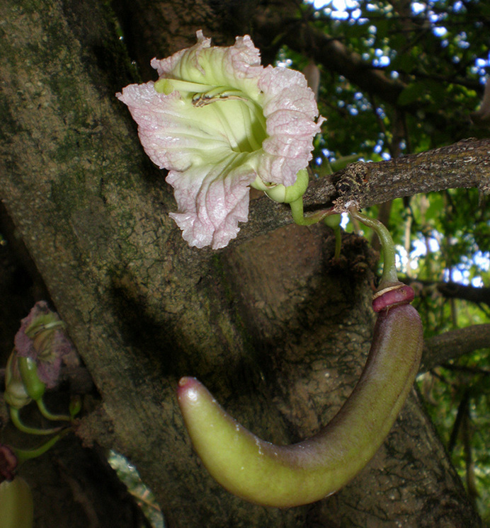 百种果子简介,百种果实图片