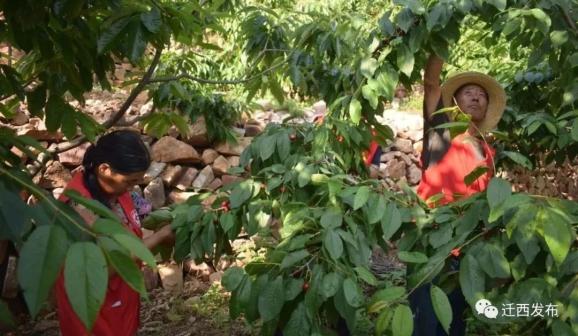 迁西樱桃红照片,迁西长城脚下樱桃