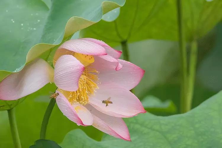 大暑的五种美,小暑的七种食物