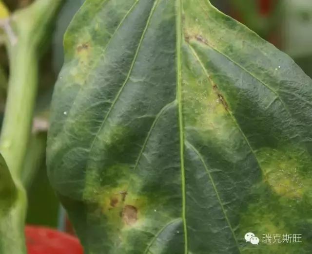 白芨病害及防治,白粉病发病规律防治措施