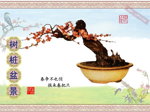 高山杜鹃花老树桩盆景,大树桩盆景欣赏