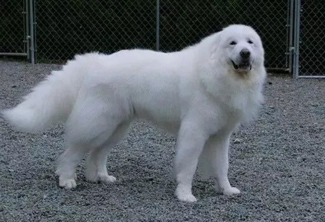 世界上最强的10种狗排名,世界上巨型狗大全