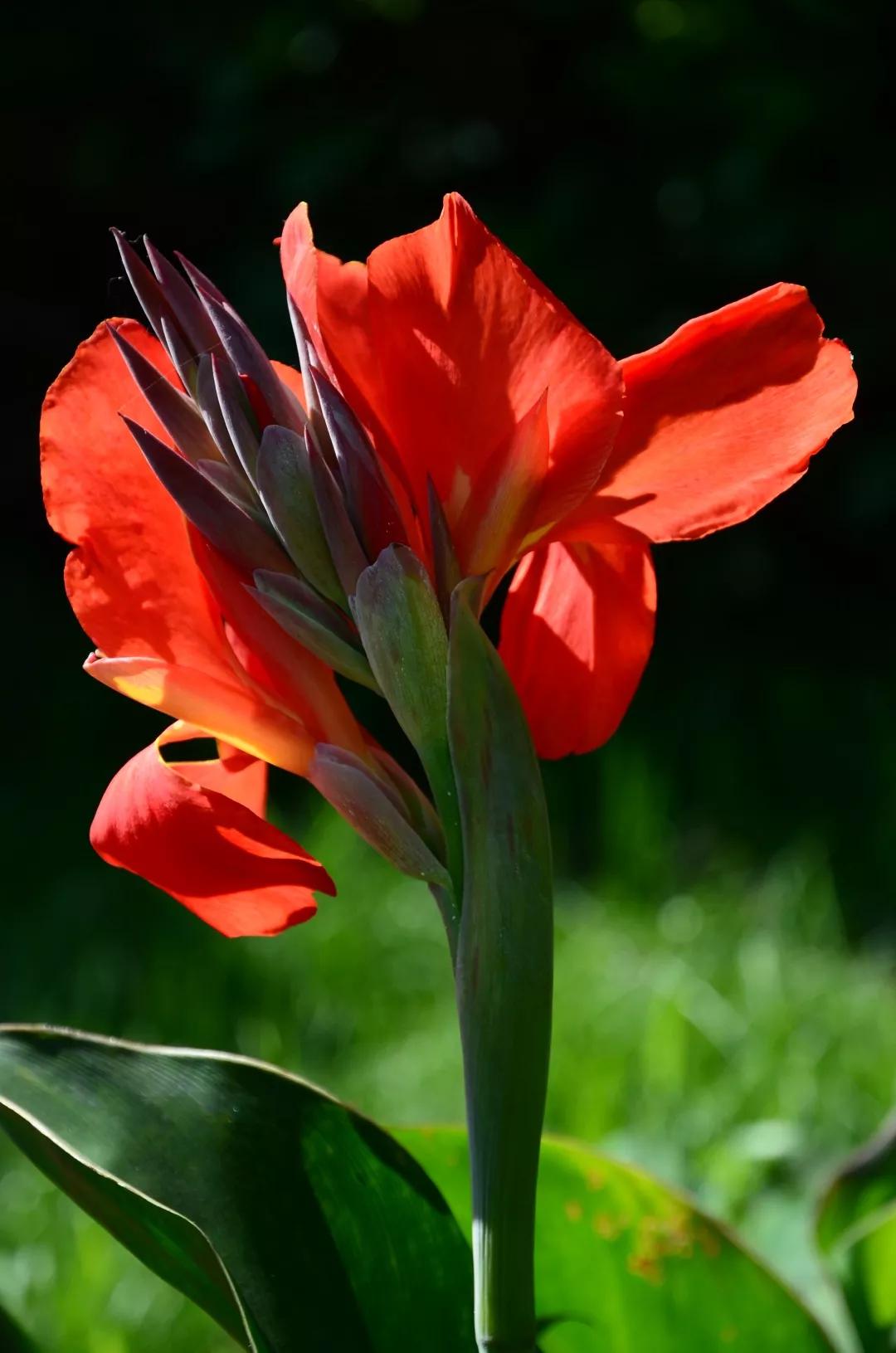 姘寸敓妞嶇墿鑺卞効,姘寸敓妞嶇墿缁挎