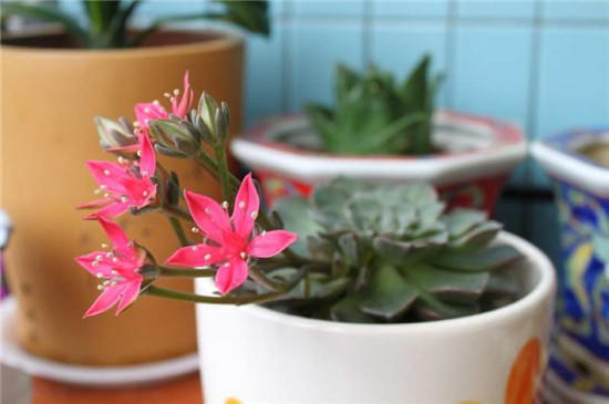 多肉植物为什么不能长大,多肉开花不结果是什么原因