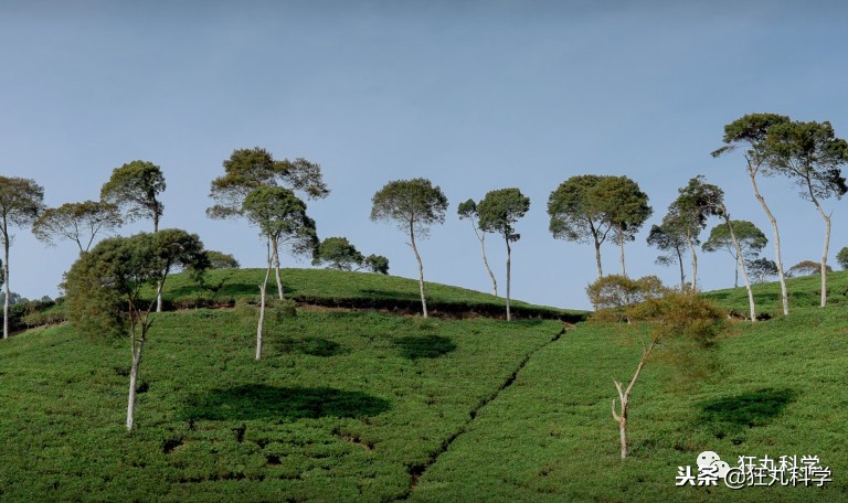 家里阳台的花,家里阳台上的绿植