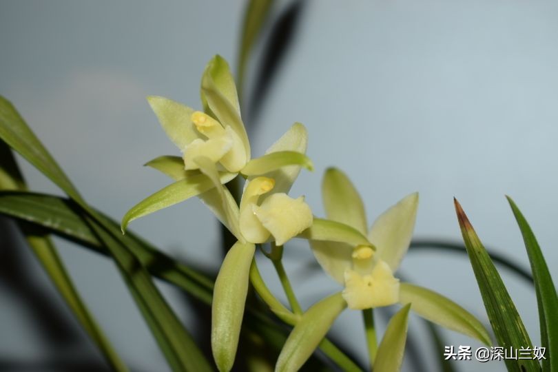 养兰花有必要用兰菌灵,养兰花会中毒吗