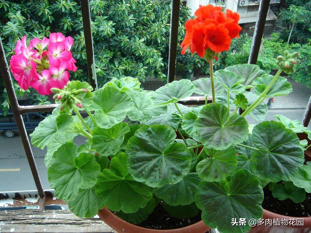 天竺葵不发根怎么办,天竺葵徒长不开花剪枝可促开花