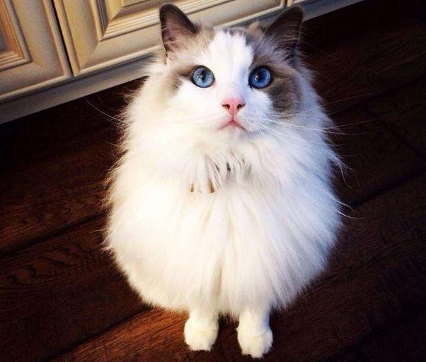 美短猫多少钱一只2021年价格,长城闪电猫和朋克猫2021款价格