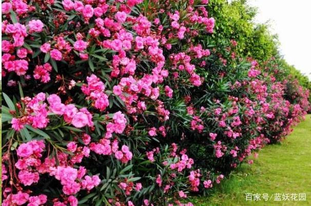 有毒的夹竹桃怎么去除,有毒的夹竹桃