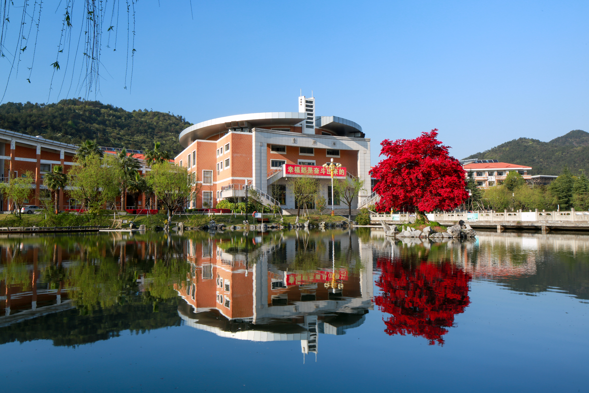 满园春色关不住,义乌中学内的一株红花檵木赢得老师纷纷赋诗赞美