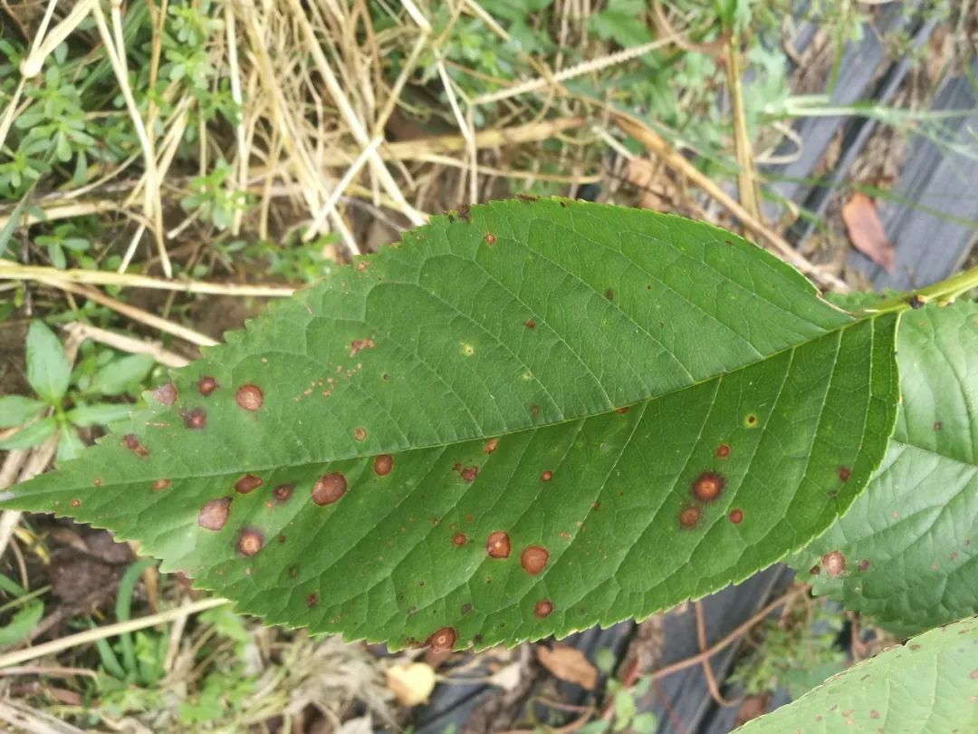 图说樱桃病虫害防治关键技术书籍,樱桃病虫害防治图谱