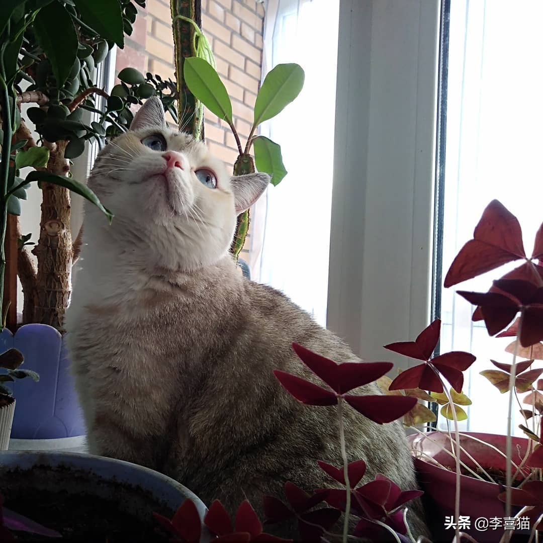 猫咪喂猫粮还抓老鼠吗,猫咪是天生会抓老鼠吗要不要教