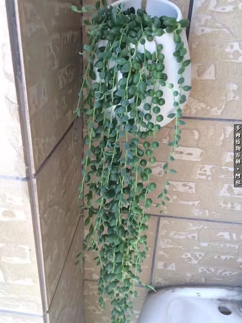 多肉有毒没毒,多肉有毒有毒