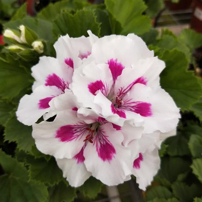 10种天竺葵,天竺葵100种图片大全